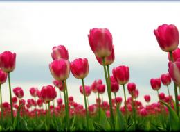 Tulips 2007-04-11