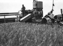 1928 Wheat Harvest at Sam's