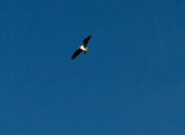 2010-04-08 Tukwila Pond