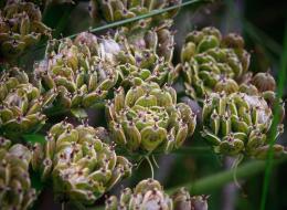 2010-06-19 Anacortes