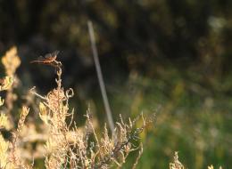 20101002-IMG_8477