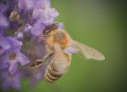 IMG_1032