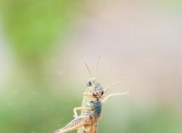 IMG_2285